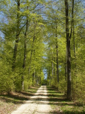 Wald